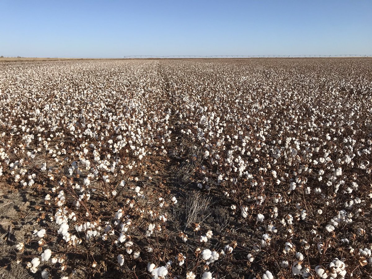3 days of stripping in Goodwell 
420 small plots ✅
90 large strip plots ✅

Huge thanks to <a href="/Cmurley/">Cameron Murley</a> and his crew for everything they do and <a href="/oksoilwater/">Jason warren</a> and <a href="/cropscoutmaster/">Brandon W. Tripp</a> for all the help.