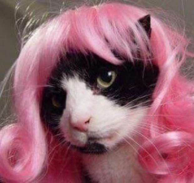 Черно розовый кот. Фиолетовая кошка. Чёрный кот. Кошка в платье. Чёрный котёнок с зелёными глазами.