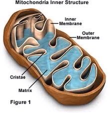chondria2020's tweet photo. And I can provide all the energy you need with the extensive cristae. High surface area=more production! #mey20 #productive #mitochondriaforprez https://t.co/EUGz74C8sa