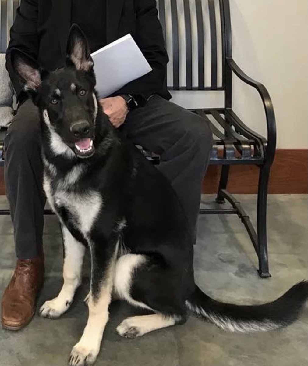 svo2083's tweet photo. Letβs be real... the fact that this good pup gets to live in the White House is the best rags to riches story of the year. From rescue pup to The First Pup #firstpup https://t.co/49ttq4iieC