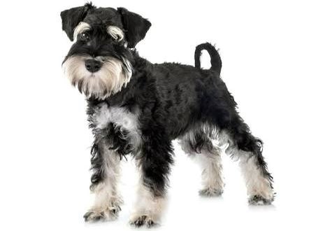 ktmr_otamsan's tweet image. むかし、おばあちゃんがミニチュアシュナウザー飼ってたんやけど、顔がおじいちゃんみたいやから「じーちゃん」って名前やって、今思うと泣けてしまう。

おじいちゃんは私が生まれた時には居なかったし、私もじーのことじーちゃんって呼んでてん。

#お気づきかもしれませんが
#メスでした