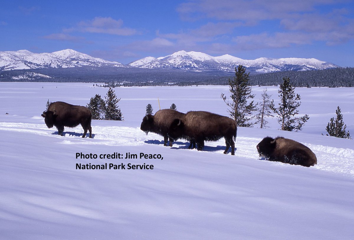 USGS_MT's tweet photo. Happy #NationalBisonDay everyone! Bison are iconic western wildlife & @USGS science assists our federal and state partners to understand how to best manage these amazing animals: https://t.co/7vcuJCYnt7 #USGSEcosystems https://t.co/2ubkkMoTM9