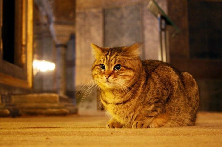 KediOzelHarecat's tweet photo. Ayasofyanın kedisi Gli hayatını kaybetmiş... 😔😔 https://t.co/KThqDHAUMc