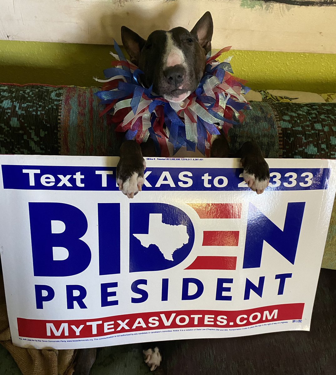 There’s a happy Mini bull terrier in Texas today!!!
