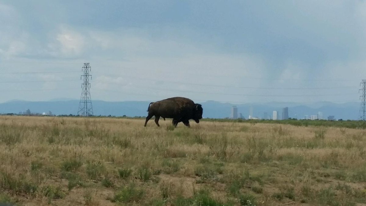 FiLiEdProj's tweet image. Powered by the strength of the bison, the endless possibilities of the world around us, and the clarity and creativity of the dawning of first light, we are energized and ready to get to work! 

Bring it on...let's go! (2/2)

#ThoughtsAtFirstLight