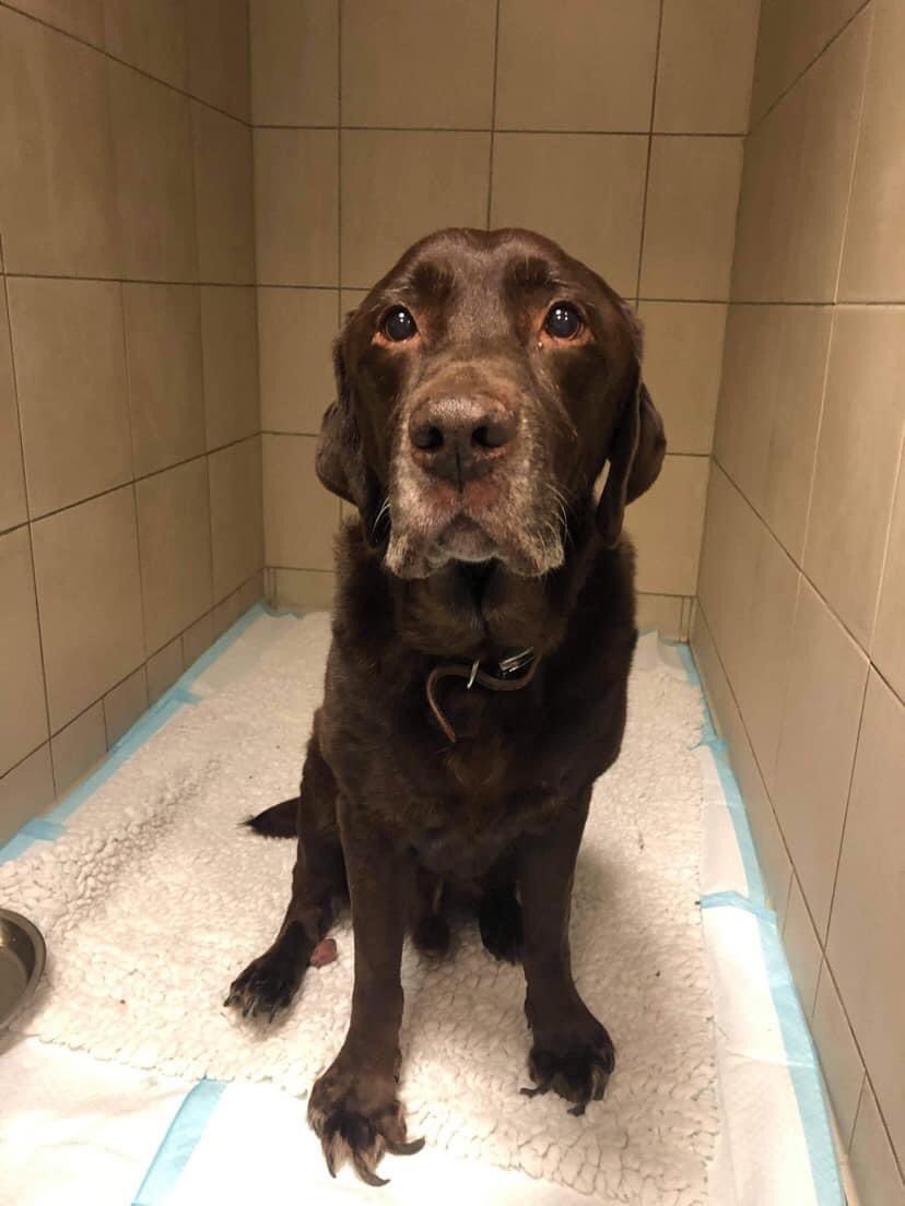 colliesontherun's tweet photo. ❌Please help me find my owner❌
male #Labrador approx 10yr old brought to #Fakenhambranch #found on road by passer by #Bircham CHIPPED/not registered. pls call with info 01328 862137. Proof of ownership required https://t.co/u5jPP2ccTT
#GroveVeterinaryHospital
@bs2510 @gelert01 https://t.co/pvrwCAajww