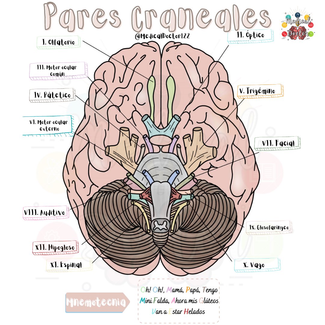 MedicalDoctor12's tweet photo. Pares craneales 🧠 https://t.co/bOxAlNAbqe