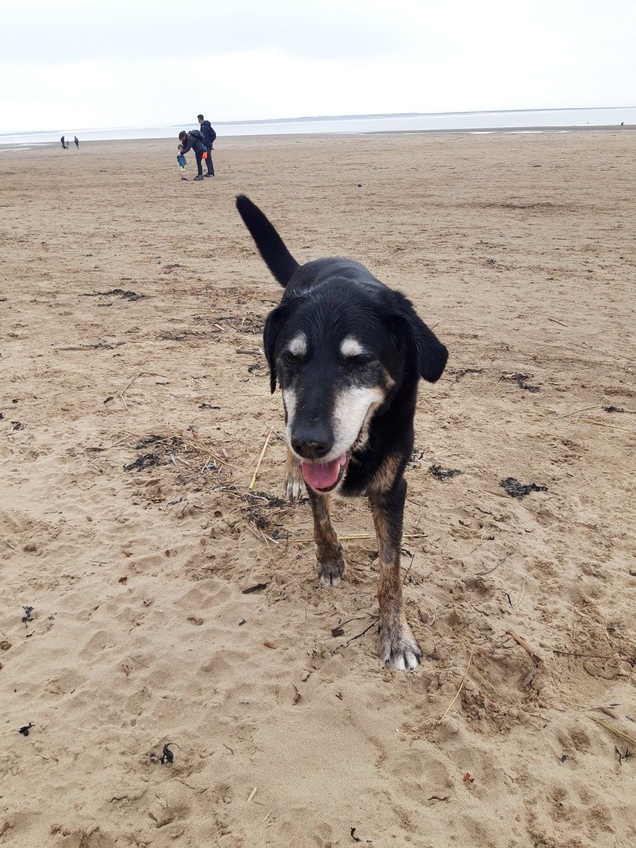 Tetley4463's tweet photo. Enjoying the beach while we can and a visit to his favourite pet shop for fuss and treats and a pick a mix for home https://t.co/2W9L3kAFyc
