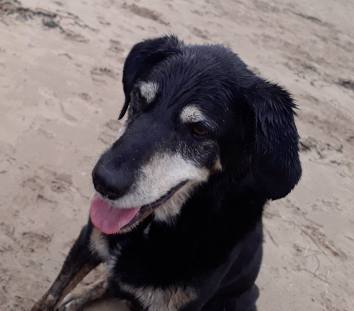 Tetley4463's tweet photo. Enjoying the beach while we can and a visit to his favourite pet shop for fuss and treats and a pick a mix for home https://t.co/2W9L3kAFyc