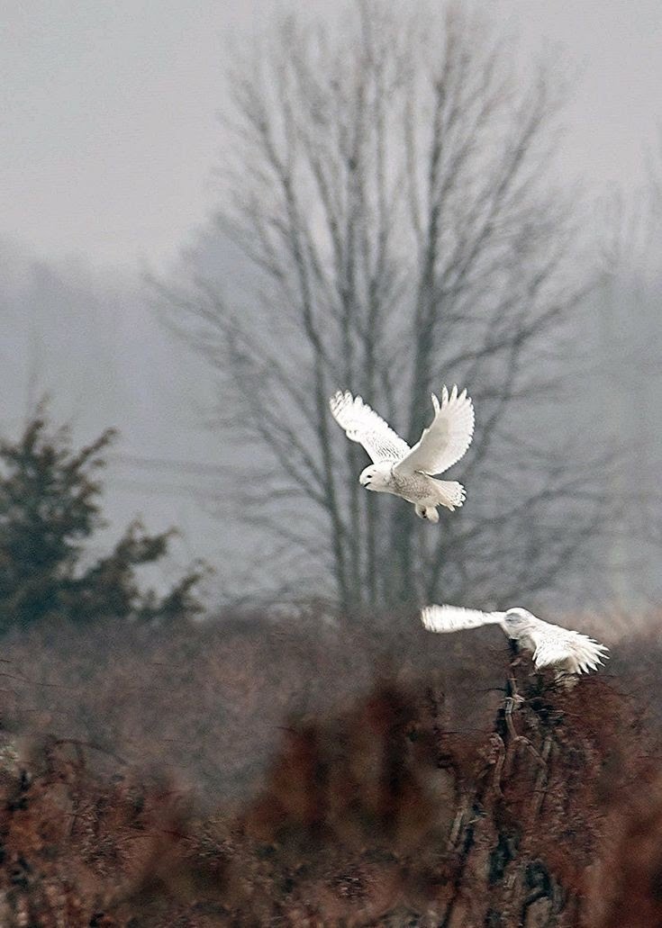 @purpuracocaes (@purpuracocaes1) on Twitter photo 