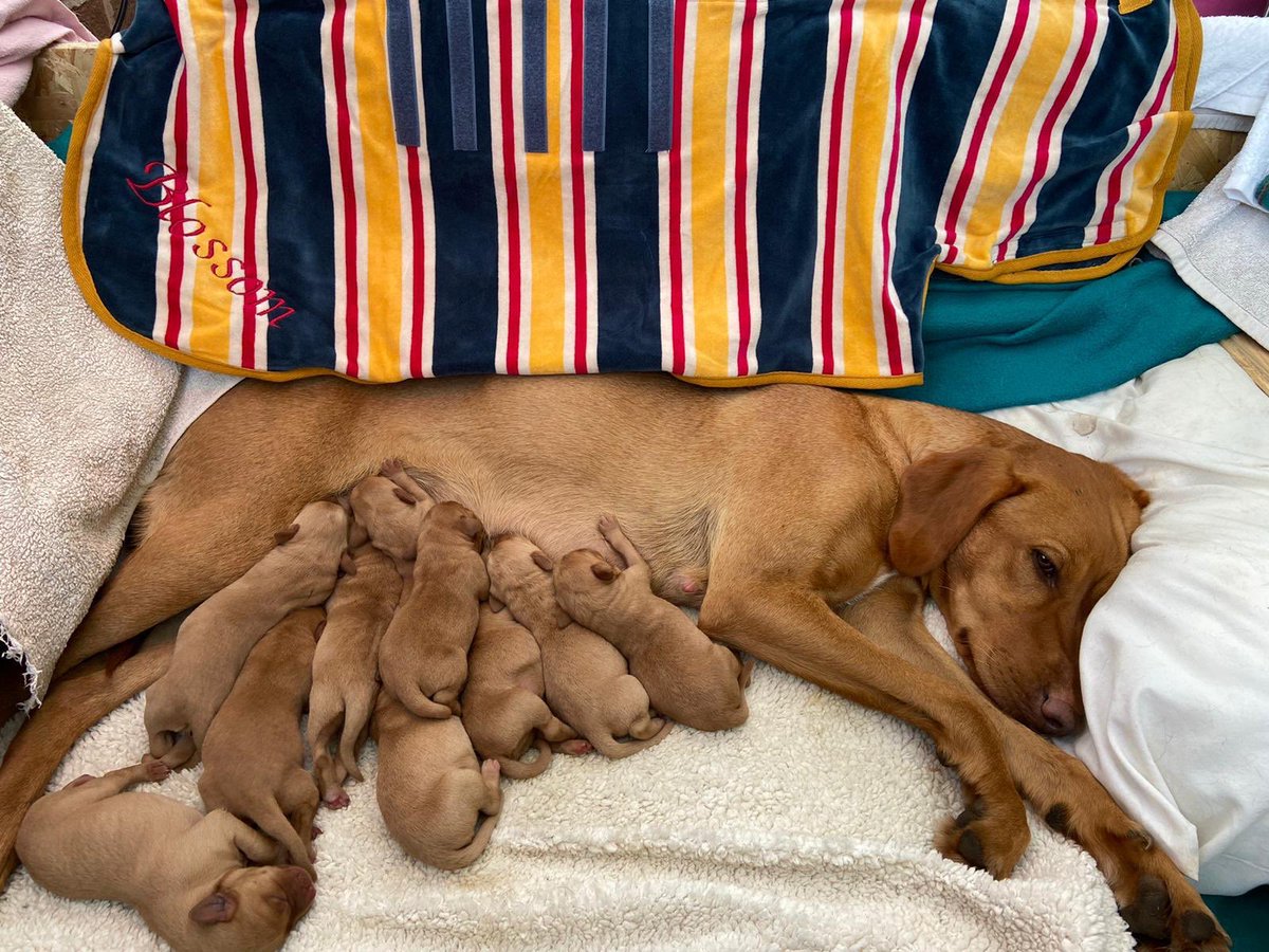 RuffTumbleCoats's tweet photo. I WON HAVING PUPPIES, BY A LOT #andadryingcoat #embroiderd https://t.co/fYO0AOWz3q