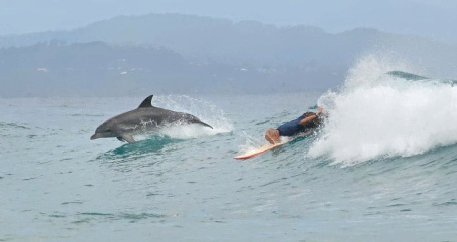 DudeMinimi's tweet photo. Dolphins look at centralized banking! The are to slow to stand up and out of the 🏄🏽‍♂️ kick it with Swipe this the Defi time😎🤙 https://t.co/bUqow5HKY9