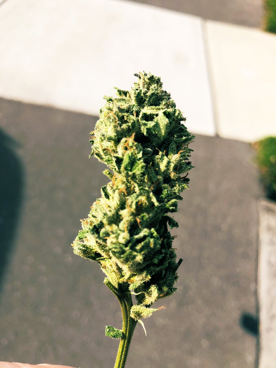 Results from my first grow. I don’t know what I am doing but this stuff sure is sticky. <a href="/34StreetSeedCo/">34 Street Seed Co</a> lemon sapphire #growyourown