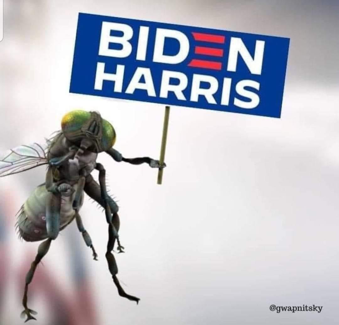DrLawsonNP's tweet photo. Democracy has returned. #AllFliesMatter #BidenHarris2020 https://t.co/iGH35DZBxA