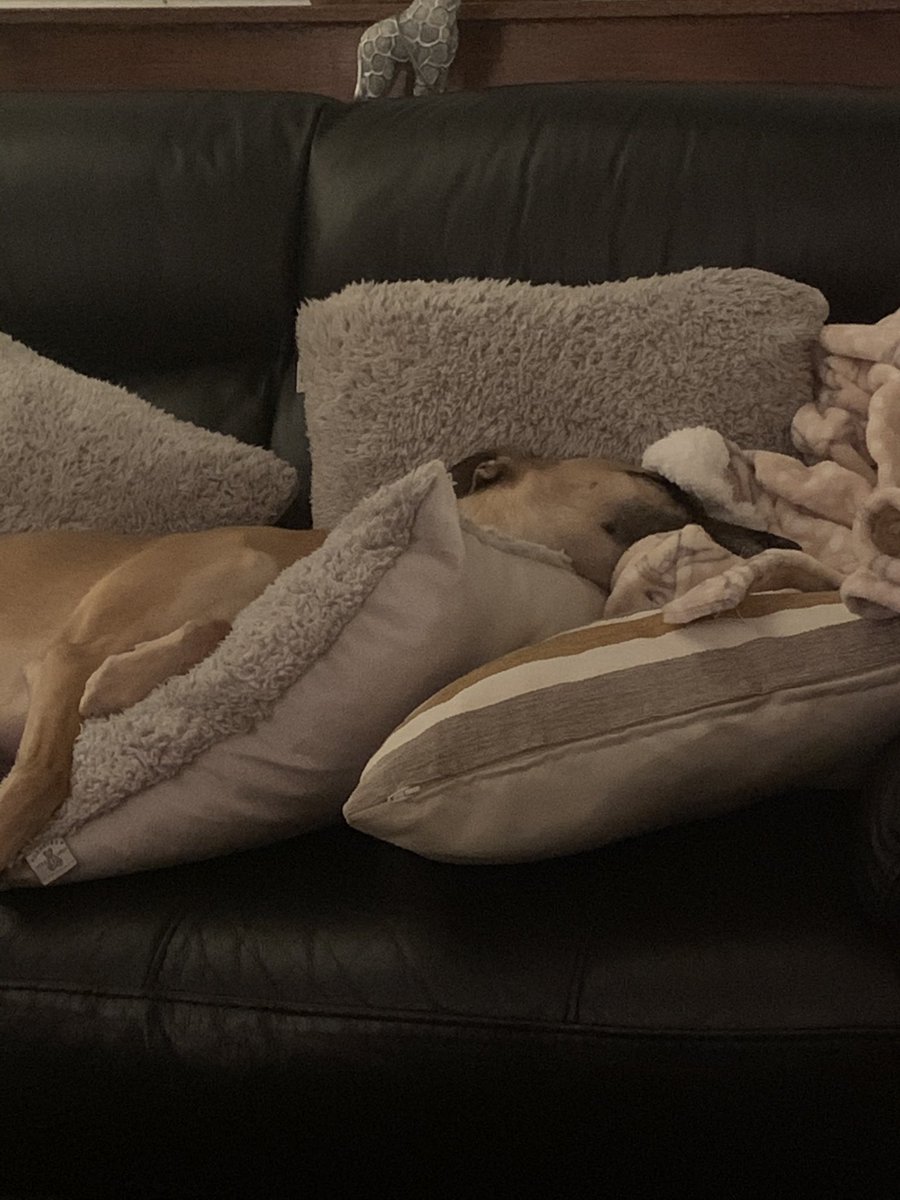 JosieWhippet's tweet image. Just chilling #SaturdayVibes