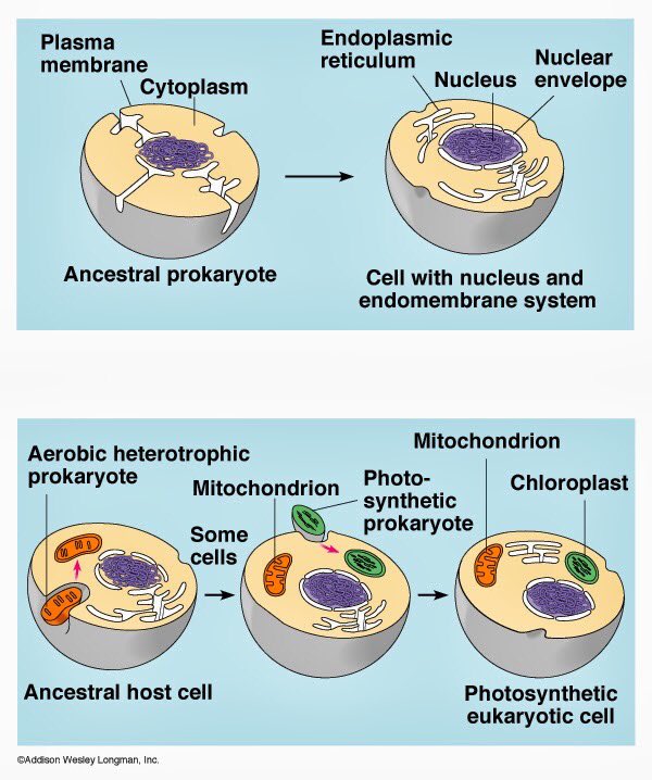 chondria2020's tweet photo. Back when I was an independent prokaryotic cell, I carried my own DNA and ribosomes and thrived by myself...I know about every single cell #mey20 #endosymbointtheory #prokaryotes #eukaryotes https://t.co/GjRahr7C5h