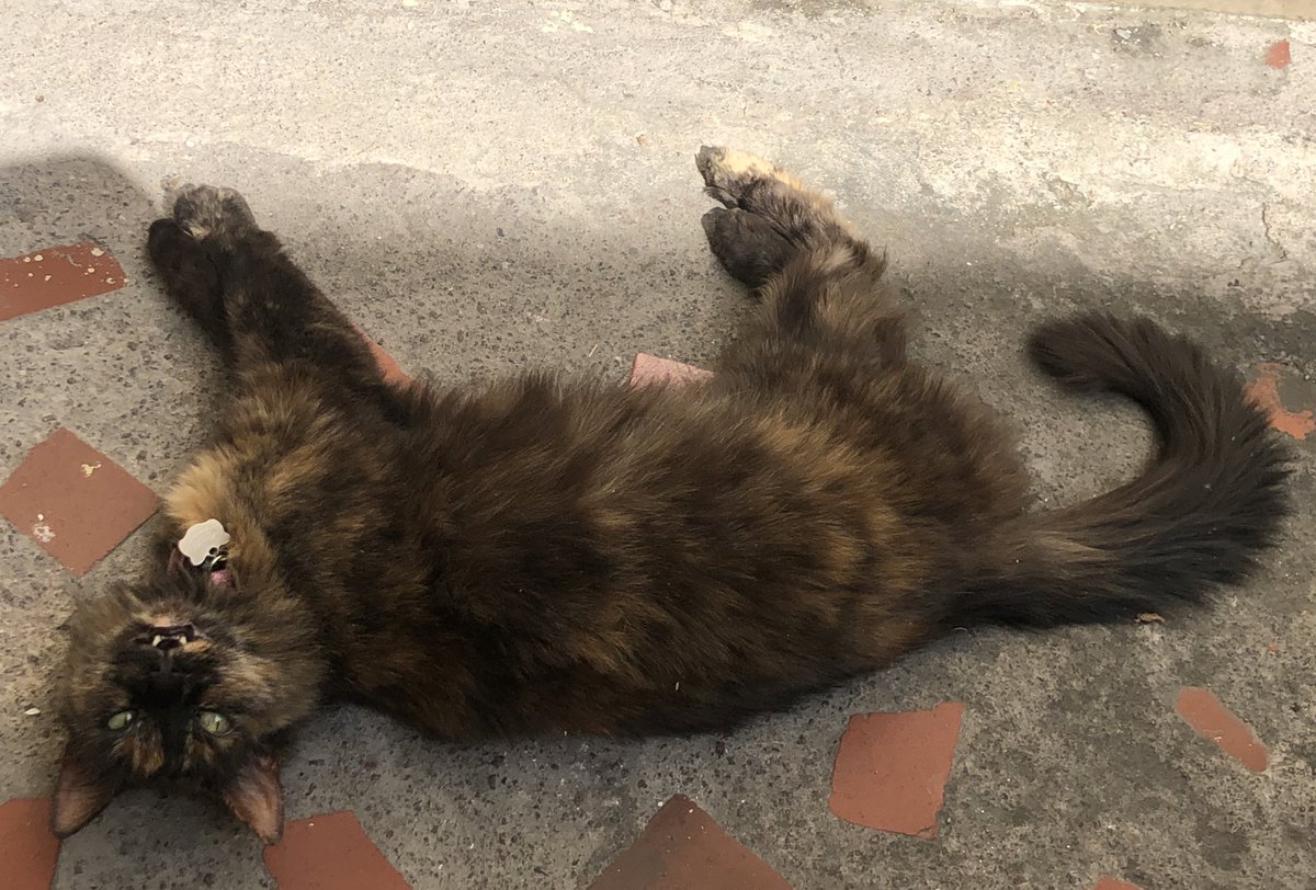 Michu2296's tweet photo. Ella toma el sol... No me toques!!!! #minerva #meodia https://t.co/lk5v8NLJre