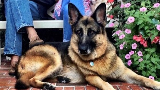 TheGildedJester's tweet photo. WHITE
👏
HOUSE
👏
DOGS
👏
AGAIN
👏
#MakeAmericaBarkAgain
#MABA
@JoeBiden
@KamalaHarris https://t.co/C8uHBRgXfi