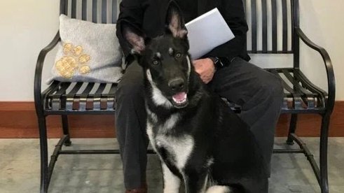 TheGildedJester's tweet photo. WHITE
👏
HOUSE
👏
DOGS
👏
AGAIN
👏
#MakeAmericaBarkAgain
#MABA
@JoeBiden
@KamalaHarris https://t.co/C8uHBRgXfi