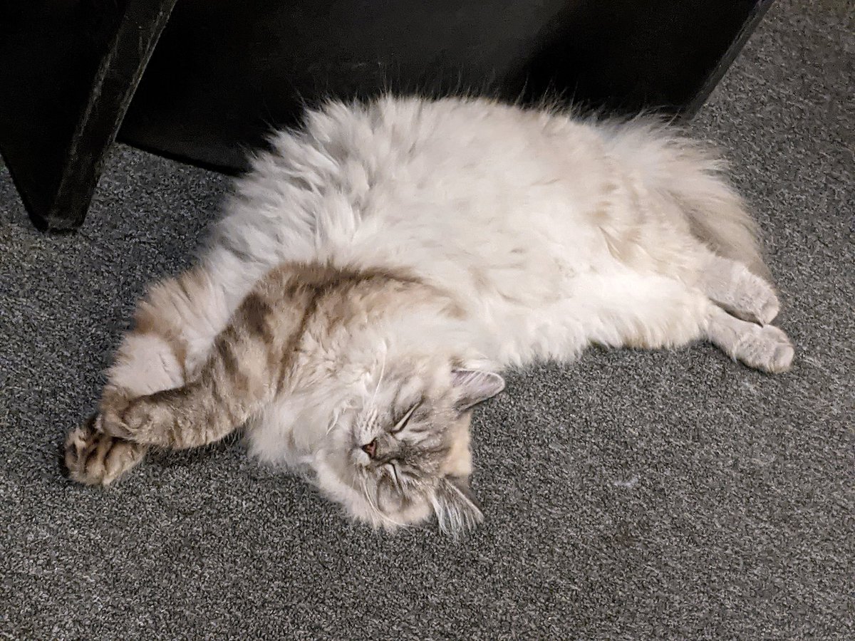 KukusDiary's tweet photo. It's been a rough week! N now it's finally the weekend n we can celebrate!🎉😺 #cat #cats #firstbirthday #caturday #CatsOfTwitter #catsofinstagram #SaturdayMorning #SaturdayVibes https://t.co/RRhVeJtr5p