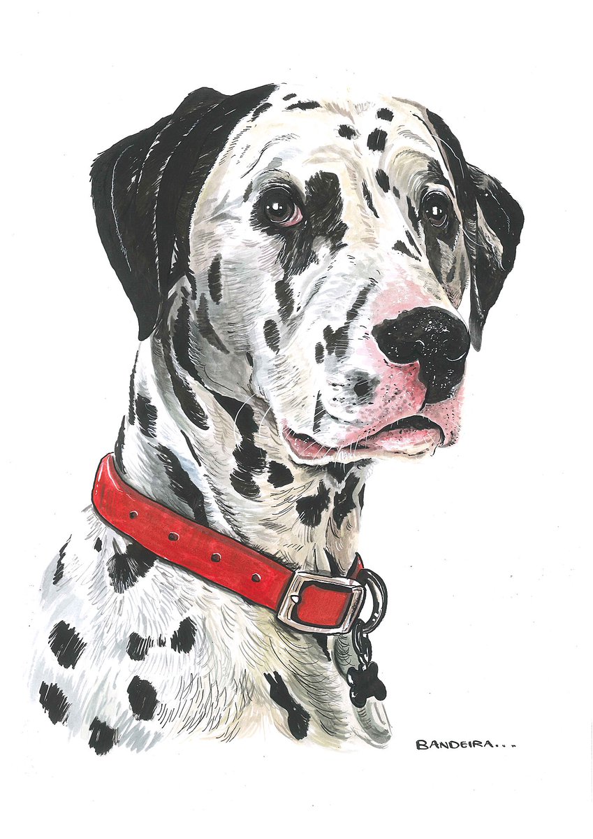 GraemeBandeira's tweet photo. Struggling to get out to do your Christmas shopping? Allow me to help 👌 If you’re interested in a pet portrait then shout up but get in early! https://t.co/6JPT3ilfdE