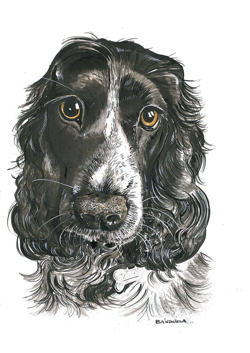 GraemeBandeira's tweet photo. Struggling to get out to do your Christmas shopping? Allow me to help 👌 If you’re interested in a pet portrait then shout up but get in early! https://t.co/6JPT3ilfdE