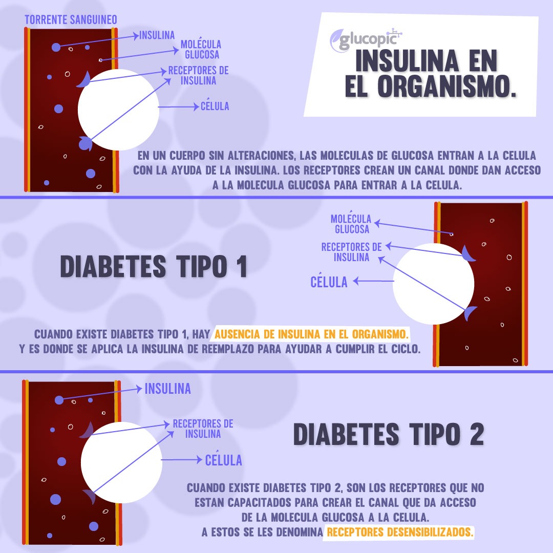 glucopic's tweet photo. Cuando el cuerpo necesita mas insulina, los niveles en sangre se elevan rápidamente, y, al contrario, cuando necesita menos, los niveles en sangre caen rápidamente. https://t.co/4ut4RqHtby