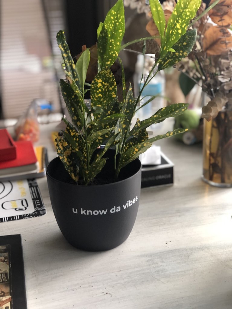 mssdarling's tweet photo. #YKTFV Thank you my #bbk for my new plant pot ❤️❤️ @theauthorlas @BodegaBoys  #rootedinblk https://t.co/zLVAGdLmMv