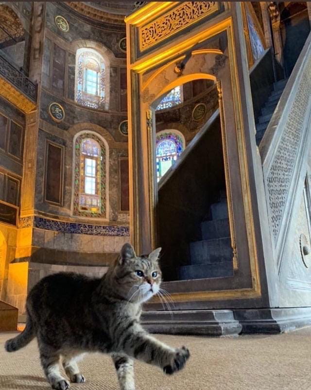 muslimdaily_'s tweet photo. Gli ❤️💔 The beautiful and very famous cat of the Hagia Sophia Mosque in Istanbul has sadly passed away after falling sick. https://t.co/E94QqKrDEu
