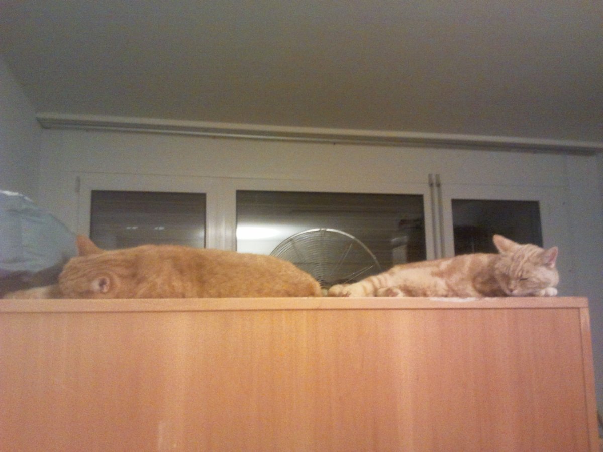 two_red_cats's tweet photo. ..... während der #AlteSack die calzone mampft haben wir 'ne ganze dose thunfisch weggeschlabbert - nu' dösen wir a weng bis der fernseher ausgeschaltet wird..... https://t.co/PYauEpvfTl