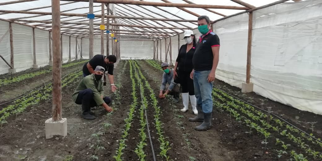 ETurruellas's tweet photo. Se encuentran sembradas y con producción de hortalizas las #CasasRusticas en la provincia #LaHabana @MINAGCuba @GustavoRollero @YdaelB https://t.co/SqTte1osNa