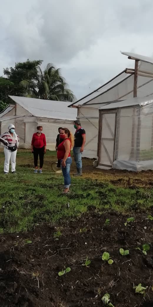 ETurruellas's tweet photo. Se encuentran sembradas y con producción de hortalizas las #CasasRusticas en la provincia #LaHabana @MINAGCuba @GustavoRollero @YdaelB https://t.co/SqTte1osNa