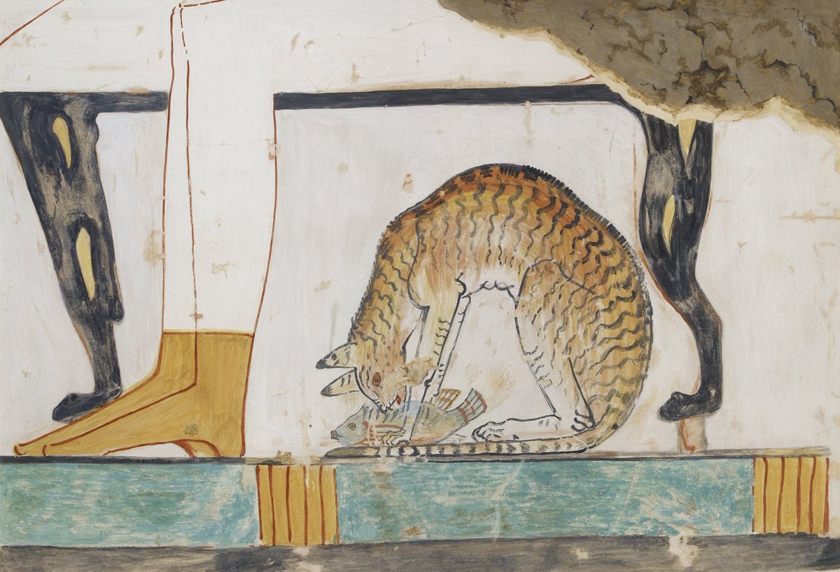 AshmoleanMuseum's tweet image. Day 102 of #MuseumsUnlocked is all about cats🐈

This detail of a cat enjoying a bit of fish is from a copy of an ancient Egyptian wall painting, by Nina de Garis Davies. The original was found in the private tomb 52 of Nakht, a high ranking official of the 18th Dynasty.