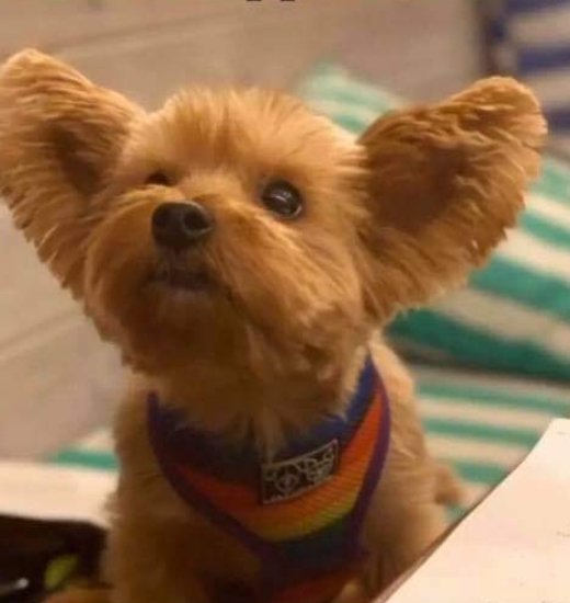 MissingPetsGB's tweet photo. 🐕 please Rt - 

SANSA went #Missing at London Blackfriars near the Tate Modern #London #SE1 on Friday 6 November 
She bolted due to the fireworks &amp; will be very scared
Small Yorkshire terrier with very large ears wearing a rainbow harness
@SarahsPrayers 

https://t.co/GDElX973iR https://t.co/AR0F5Mgkif