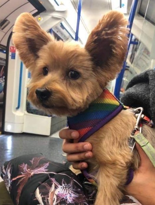 MissingPetsGB's tweet photo. 🐕 please Rt - 

SANSA went #Missing at London Blackfriars near the Tate Modern #London #SE1 on Friday 6 November 
She bolted due to the fireworks &amp; will be very scared
Small Yorkshire terrier with very large ears wearing a rainbow harness
@SarahsPrayers 

https://t.co/GDElX973iR https://t.co/AR0F5Mgkif