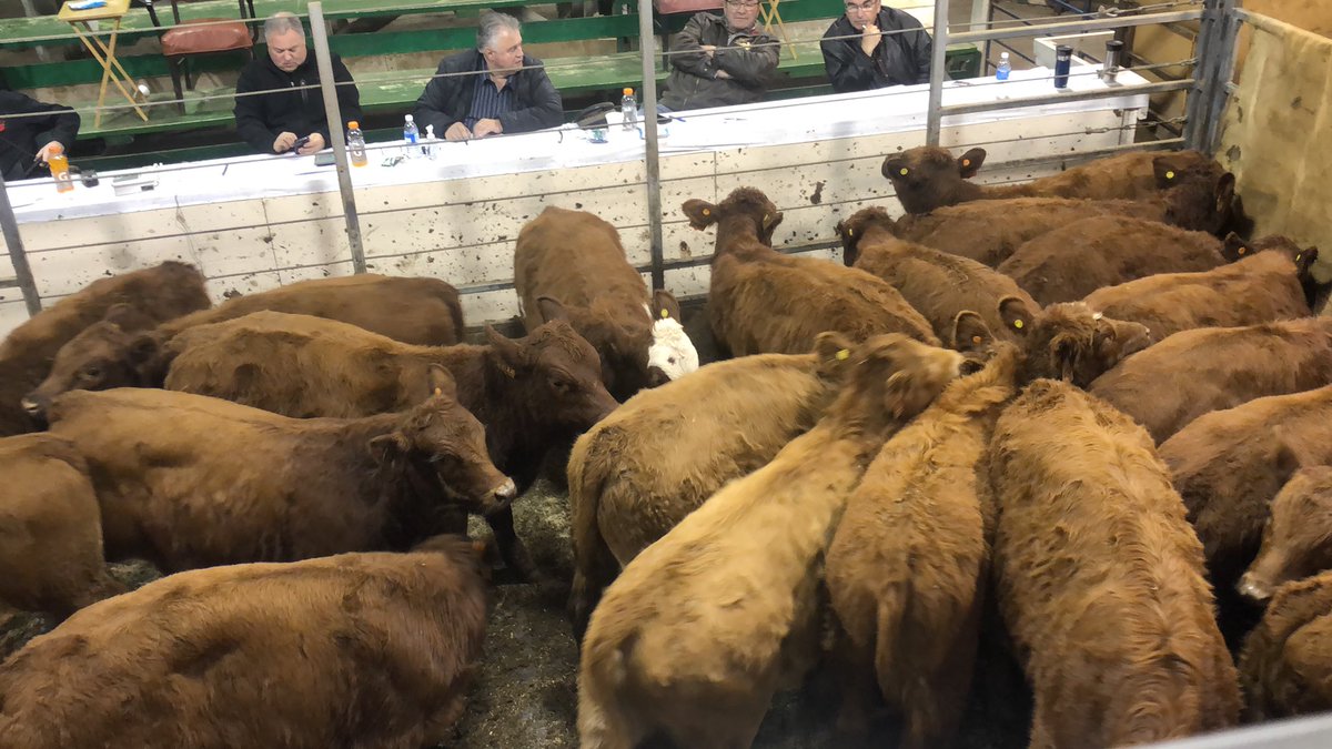 farmgirlkjb's tweet photo. Protocol steers 567 avg steers $2.1150 https://t.co/55VRwL1S4T