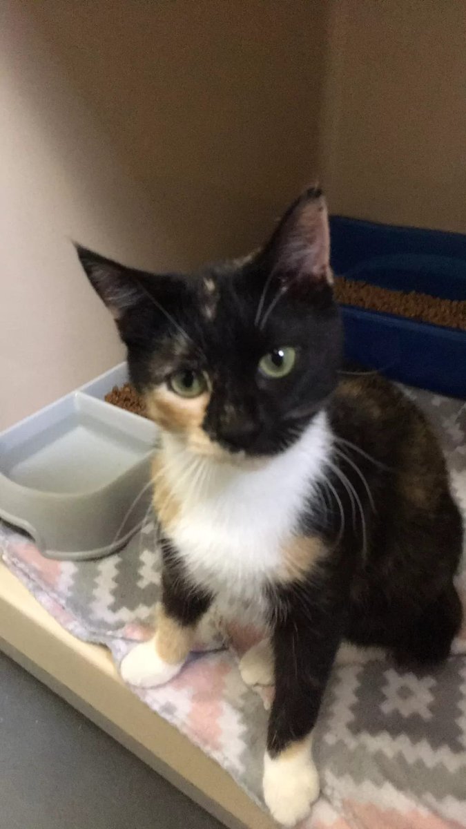 PeterAskin1's tweet photo. Hey there! Check out this adorable juvie calico kitten at the #ParisTXShelter who really, really wants saving! This shelter is full &amp; this baby is CODE RED! Direct message Candra Wyatt on Facebook to tag! Adopt! Pledge for rescue! 
EXTREMELY URGENT!
https://t.co/U0dQyPuaP7 https://t.co/JAvBAIiRZd