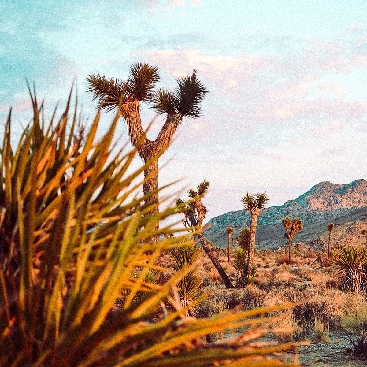 The Secret Tours - Joshua Tree tweet media