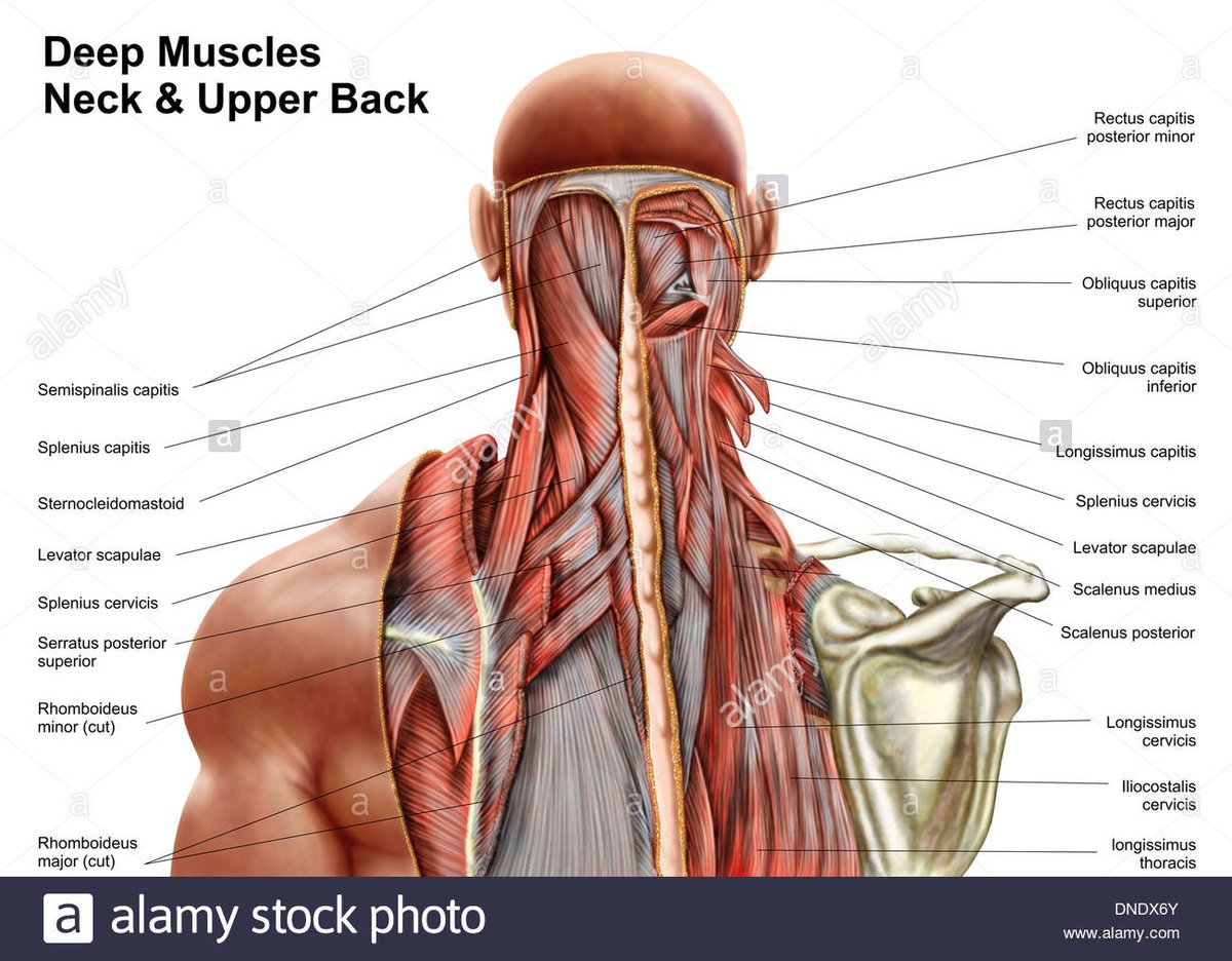 [LE COU]Les muscles du cou jouent un triple rôle:1) Ils assurent la mobilité du cou permettant de tourner la tête de droite à gauche et haut en bas. A cause du poids du crâne nos cervicales sont mises à rude épreuves dans de nombreux sports.1/