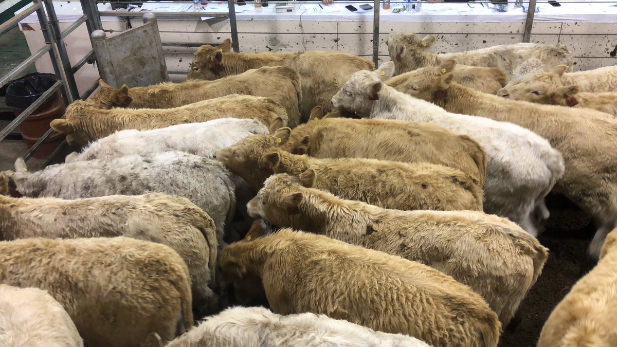 farmgirlkjb's tweet photo. Protocol steer calves 551 Avg $2.3150 https://t.co/GjgiifALHt