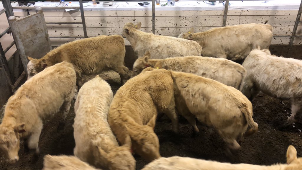 farmgirlkjb's tweet photo. Protocol 486 lb steers $2.40 https://t.co/PpfTwOgzWj