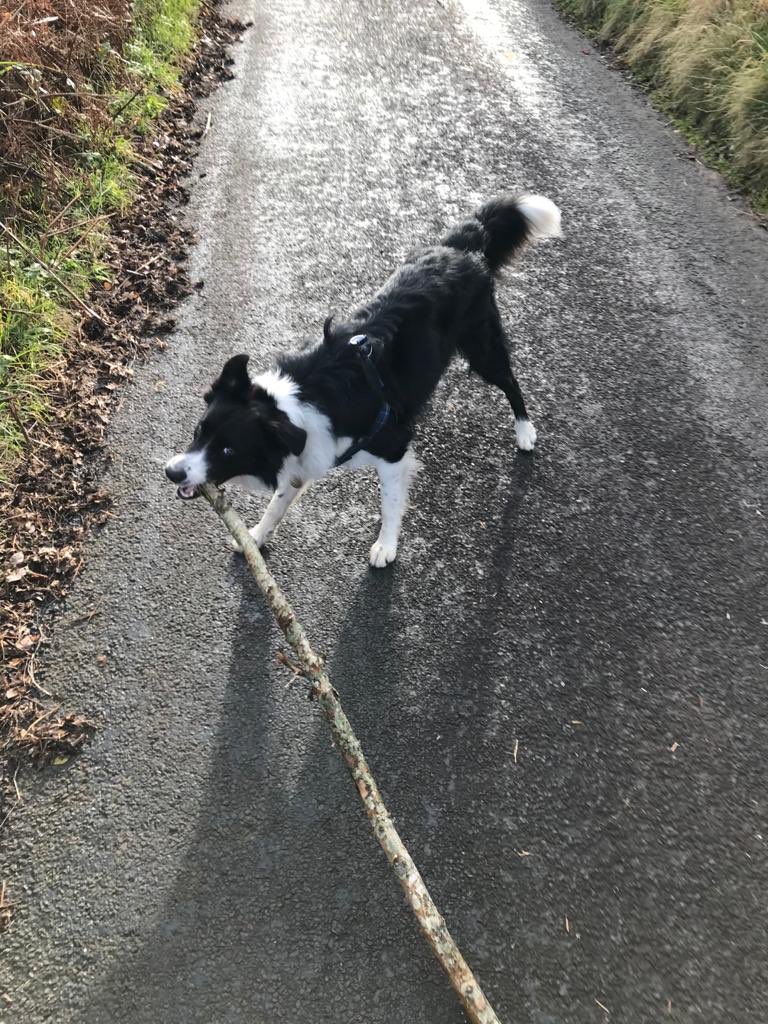 CollieChase tweet picture