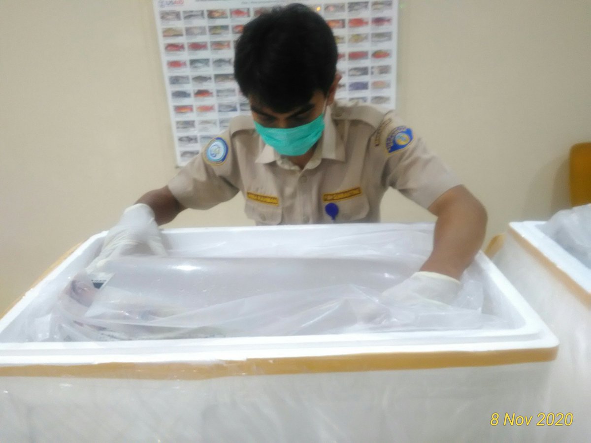 BPPMHKPMakassar's tweet photo. 08/11 03:10 pemeriksaan fisik kebenaran jenis dan jumlah terhadap lalulintas domestik tujuan Jakarta berupa Kerapu Hidup 55 ekor,  17 koli 
di TPFI BBKIPM Makassar
 #OneHealthKIPM
@rinajanwar2201 
@idjahChadidjah
@HumasBKIPM https://t.co/RWQNjJ3PXT
