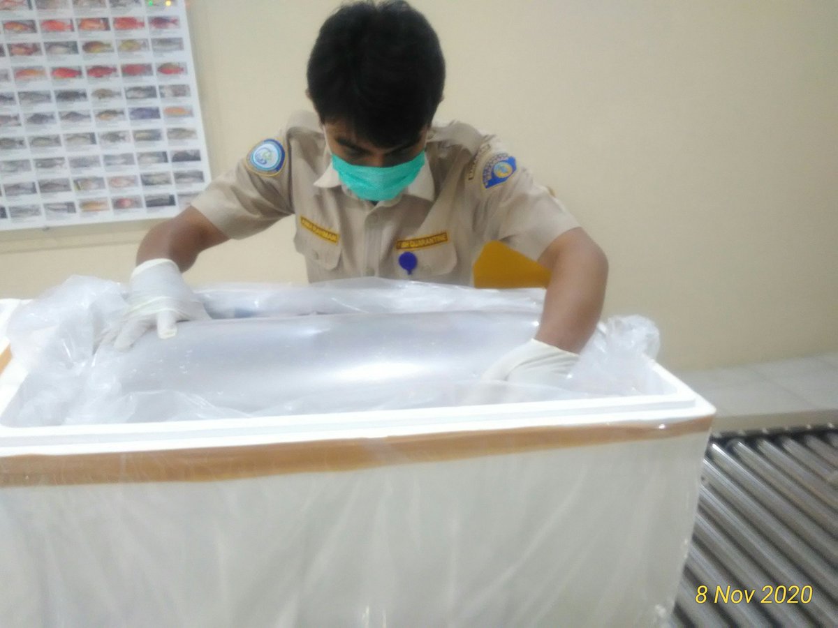 BPPMHKPMakassar's tweet photo. 08/11 03:10 pemeriksaan fisik kebenaran jenis dan jumlah terhadap lalulintas domestik tujuan Jakarta berupa Kerapu Hidup 55 ekor,  17 koli 
di TPFI BBKIPM Makassar
 #OneHealthKIPM
@rinajanwar2201 
@idjahChadidjah
@HumasBKIPM https://t.co/RWQNjJ3PXT