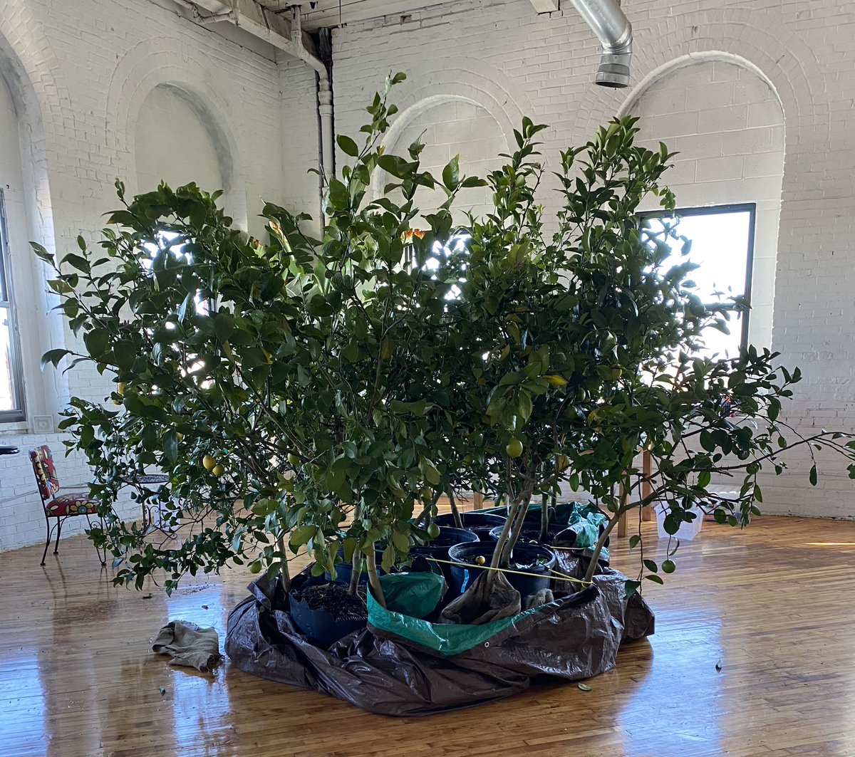 equityphilly's tweet photo. Thank you to @waywardplants and @PHSgardening for donating these beautiful lemon trees for our loft space! https://t.co/jkdD5PJJZh