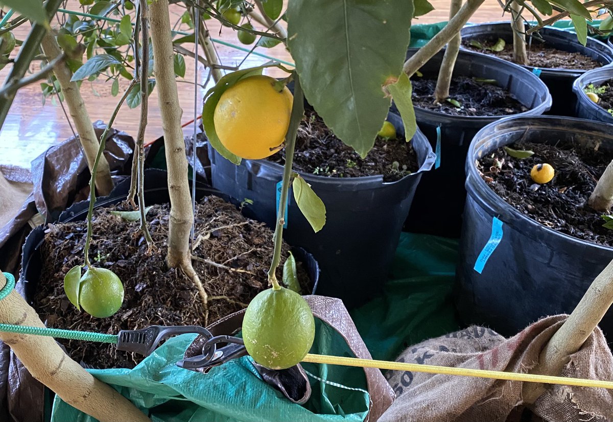 equityphilly's tweet photo. Thank you to @waywardplants and @PHSgardening for donating these beautiful lemon trees for our loft space! https://t.co/jkdD5PJJZh