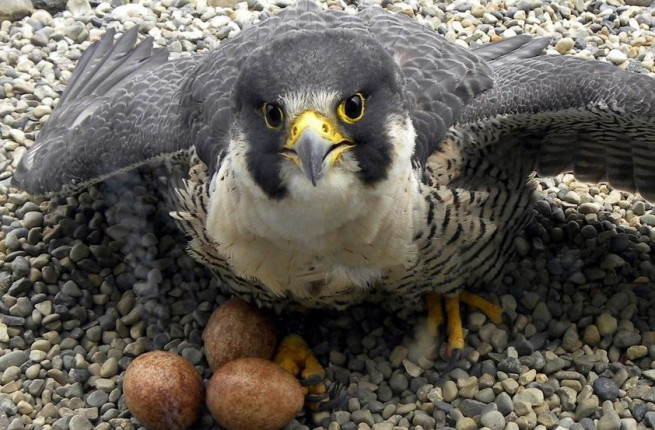 MAN CHARGED in relation to alleged theft of peregrine eggs in Derbyshire Peak District.

Well done, @DerbyshireRCT 

…ptorpersecutionscotland.wordpress.com/2020/11/07/man…