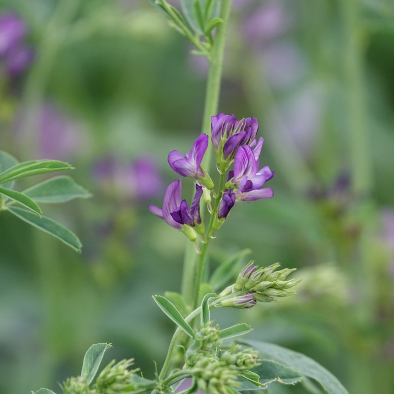 Herbolario de Lola tweet media