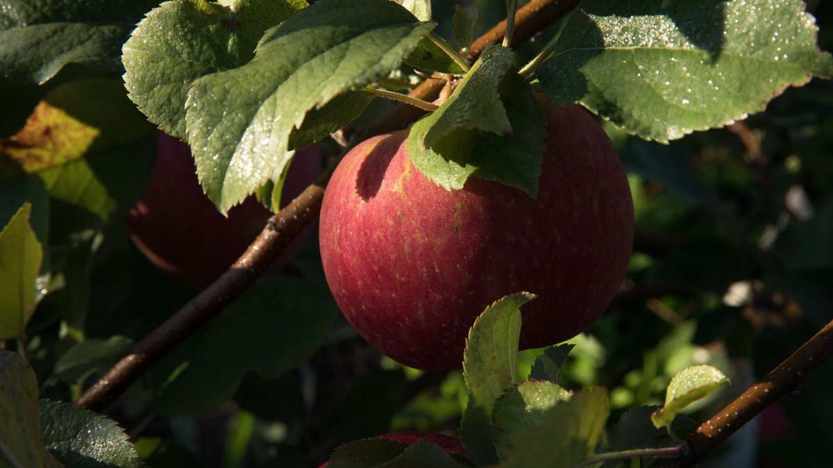 EverCrisp is grown in 24 states. Find them near you: bit.ly/2nLP7YL