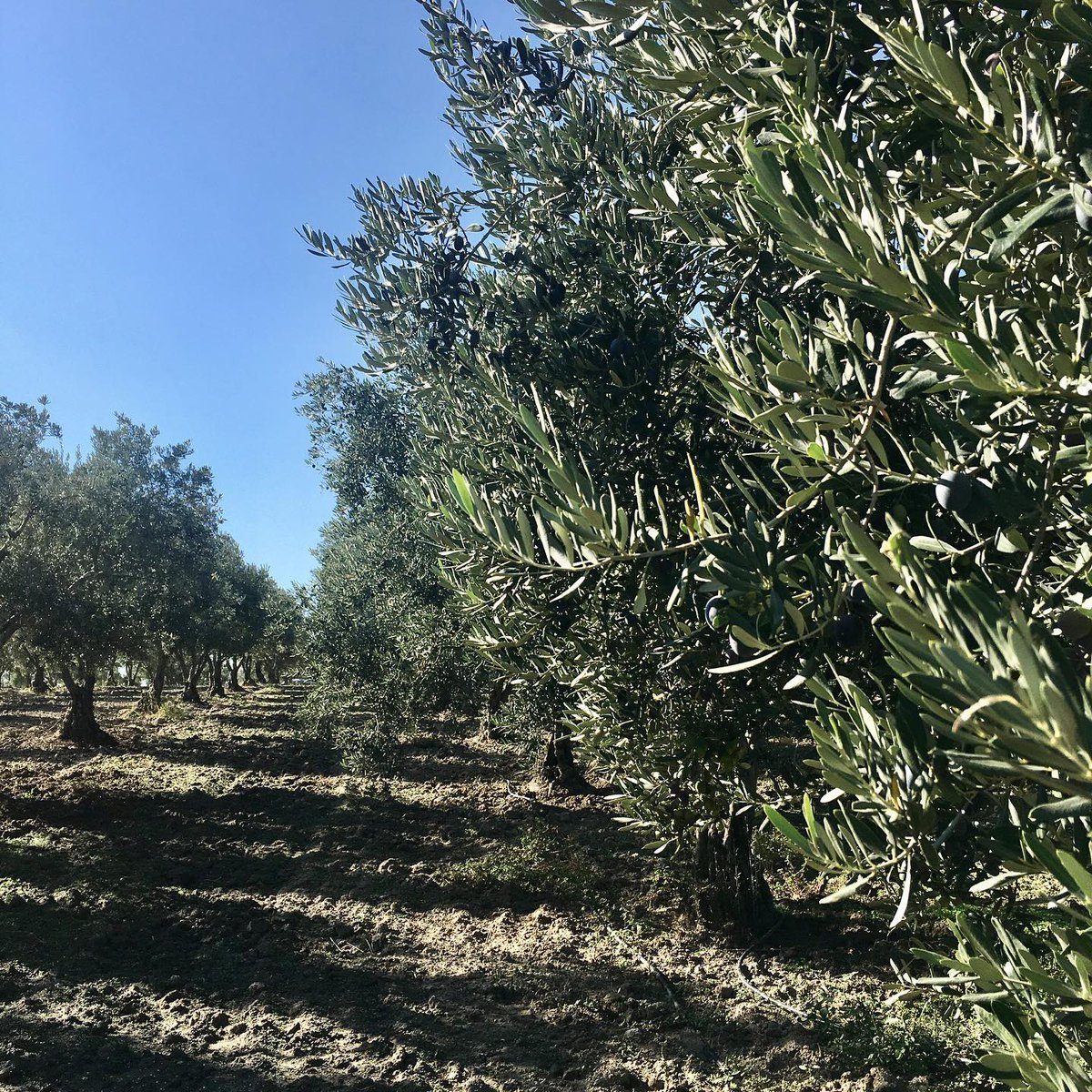 AnadOlive tweet media